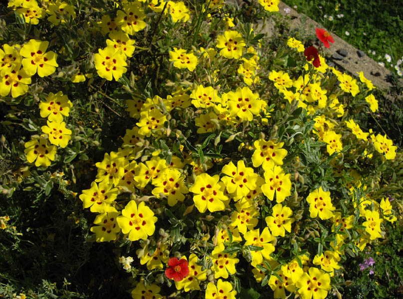 Halimium lasianthum ‘Formosum’